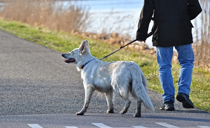 Autism Service Dog Tasks